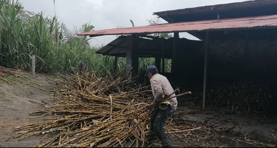Worker moving sugarcane beside a rural shed.