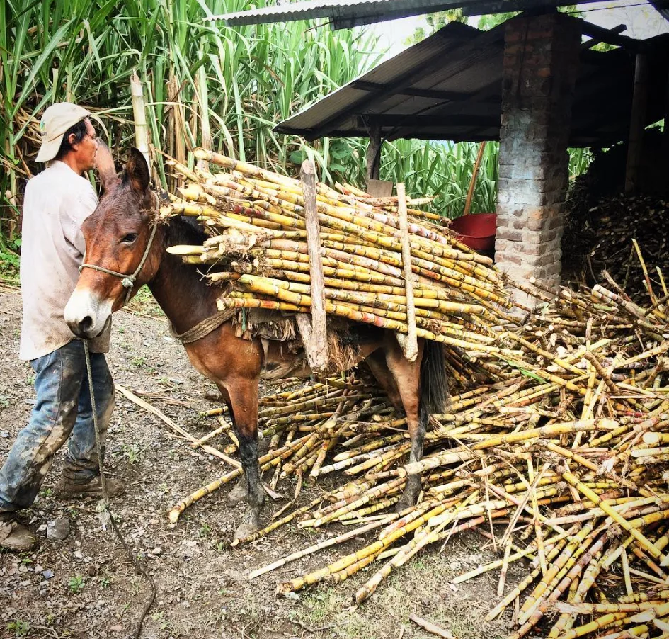 Mule carrying sugarcane beside a worker and a shed.